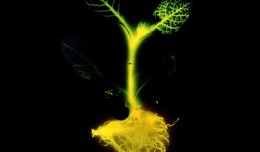 glowingplants-designengine7