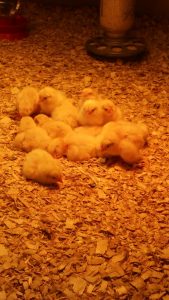 Baby chicks at Genetics and the Baby Chick Hatchery Museum of Science and Industry